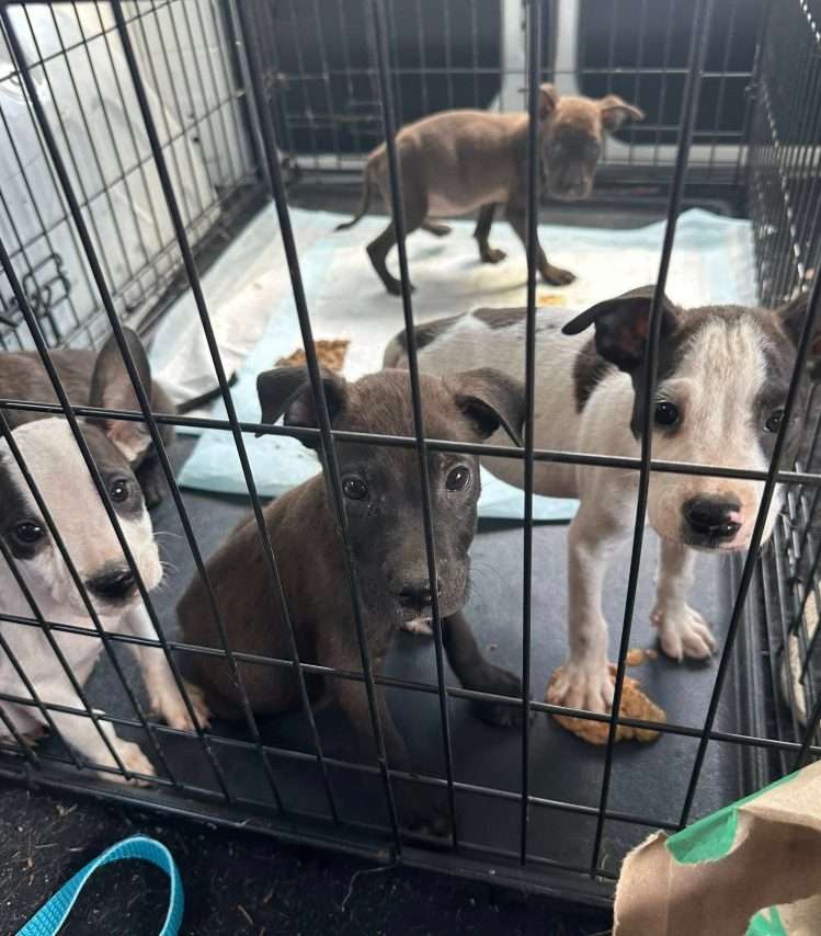 Cheshire Abbey Steps Up For Litter of Puppies Abandoned in Cage Outside Jackson Home