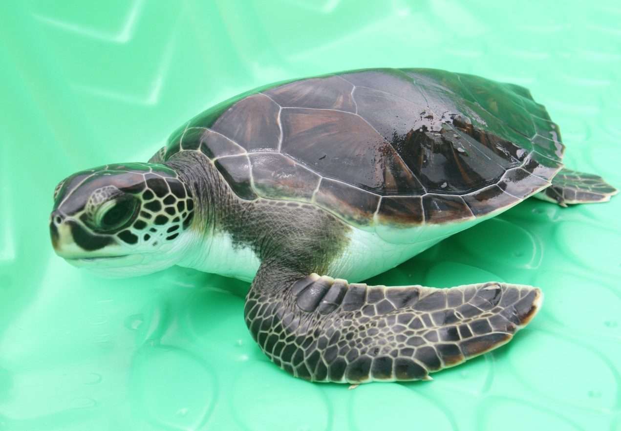 Green sea turtle’s global status improves, but Gulf rescues remain critical