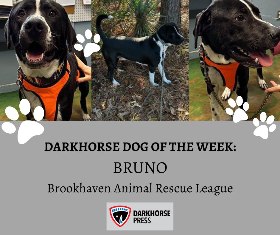 Bruno: Darkhorse Dog of the week