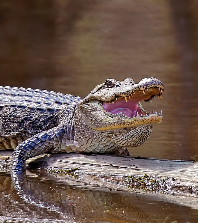 Source: MS Wildlife Fisheries and Parks- Alligator